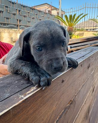 Cuccioli di cane corso