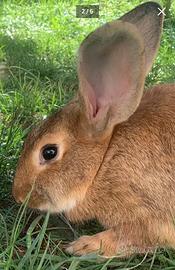 Regala un coniglio pet therapy