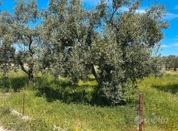 Terreno agricolo stazione sud Andria