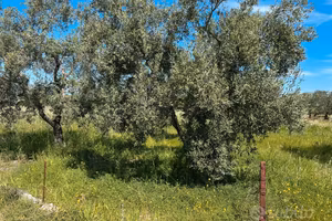 Terreno agricolo stazione sud Andria