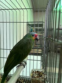 Amazzone fronte rossa ed altri pappagalli