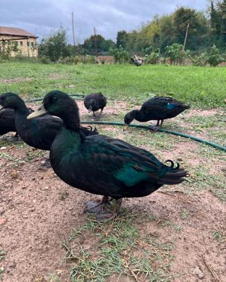 Coppia anatre smeraldo