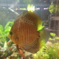 Discus Checkerboard e uno turchese blu