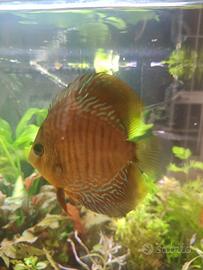 Discus Checkerboard e uno turchese blu