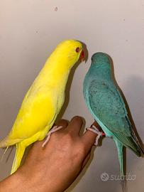 Parrocchetto del colar allevati a mano