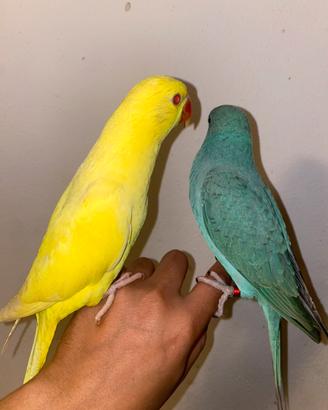 Parrocchetto del colar allevati a mano