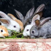 Cuccioli conigli razza gigante