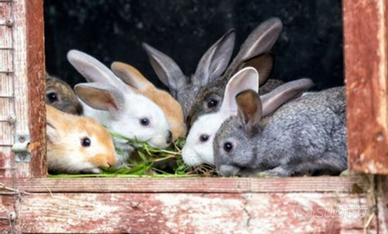 Cuccioli conigli razza gigante