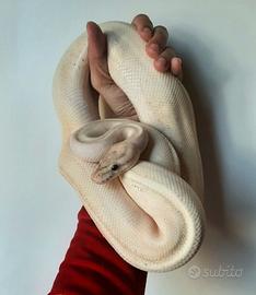 Pitone reale x riproduzione + teca completa