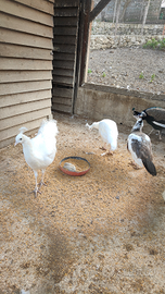 Pavoni bianchi, arlecchini e speciferi