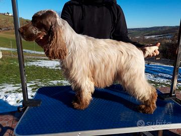Cocker Spaniel Inglese maschio per monta