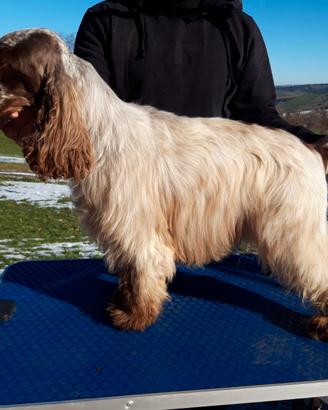 Cocker Spaniel Inglese maschio per monta