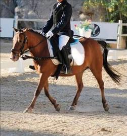 Pony