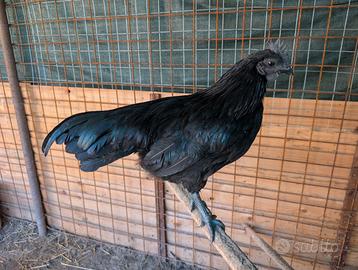 Gallo Ayam Cemani puro