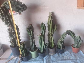 cereus Eugenio 