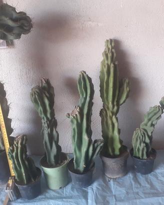 cereus Eugenio 
