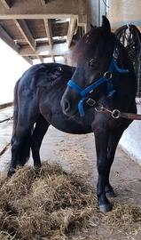 Pony