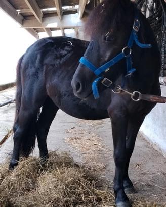 Pony