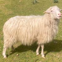 Ariete "razza sarda"