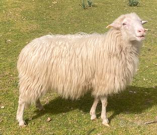 Ariete "razza sarda"