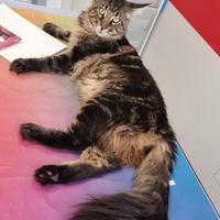 Stalloni maine coon per monta