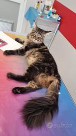 Stalloni maine coon per monta