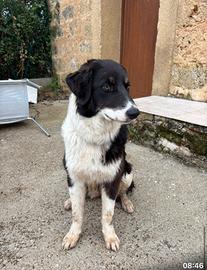 Simil border collie