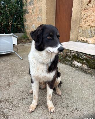 Simil border collie