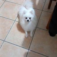 Spitz pomerania nano