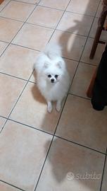 Spitz pomerania nano