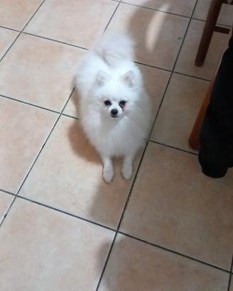 Spitz pomerania nano