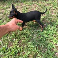 Cuccioli di Pinscher Toy