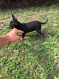 Cuccioli di Pinscher Toy