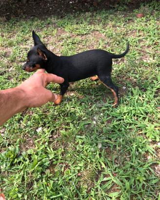 Cuccioli di Pinscher Toy
