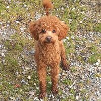 Barboncino Toy Red fulvo