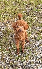 Barboncino Toy Red fulvo