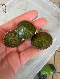 Pseudemys Rubriventris Tartarughe