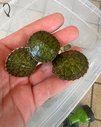 Pseudemys Rubriventris Tartarughe