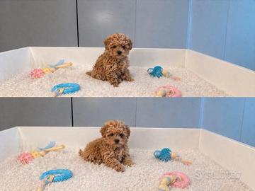 Barboncini mini toy albicocca disponibili