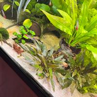 Potature piante acquario