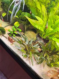 Potature piante acquario