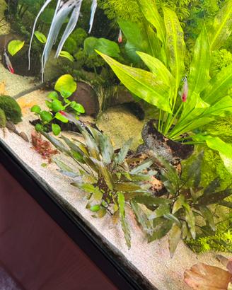 Potature piante acquario