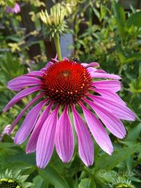 Semi di echinacea  70 semi