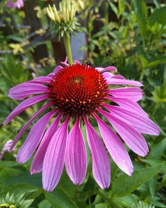 Semi di echinacea  70 semi
