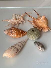 Set Conchiglie lambis, Oliva, Terebra, riccio