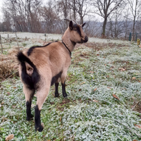 Capretta camosciata