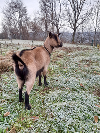 Capretta camosciata