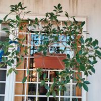 Bonsai Ficus Benjamin 