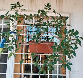 Bonsai Ficus Benjamin 