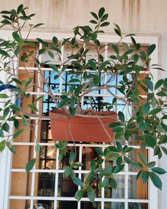 Bonsai Ficus Benjamin 